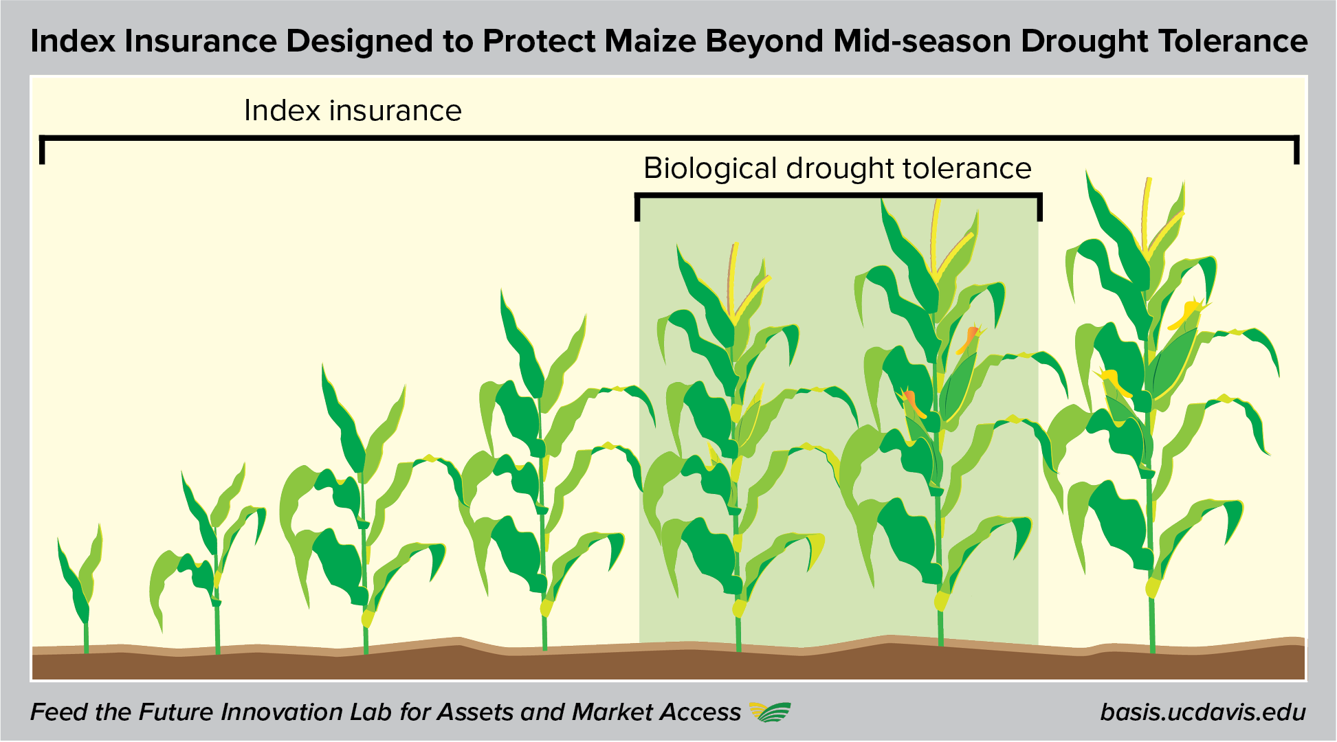 Drought tolerant maize and index insurance illustration
