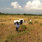 rice farmers