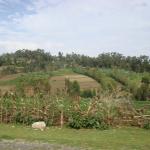 Hilly Bangladeshi farms