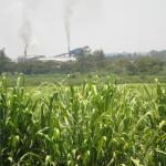 sugarcane field