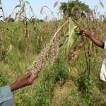 farmer in Mali