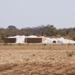 Cotton farm