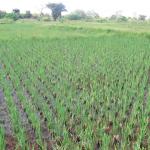 Farm in Tanzania