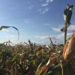 maize