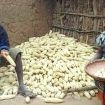 Photo of man and woman with maize cobs