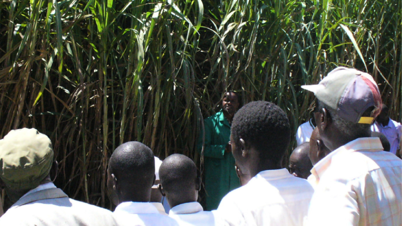 sorghum farmers