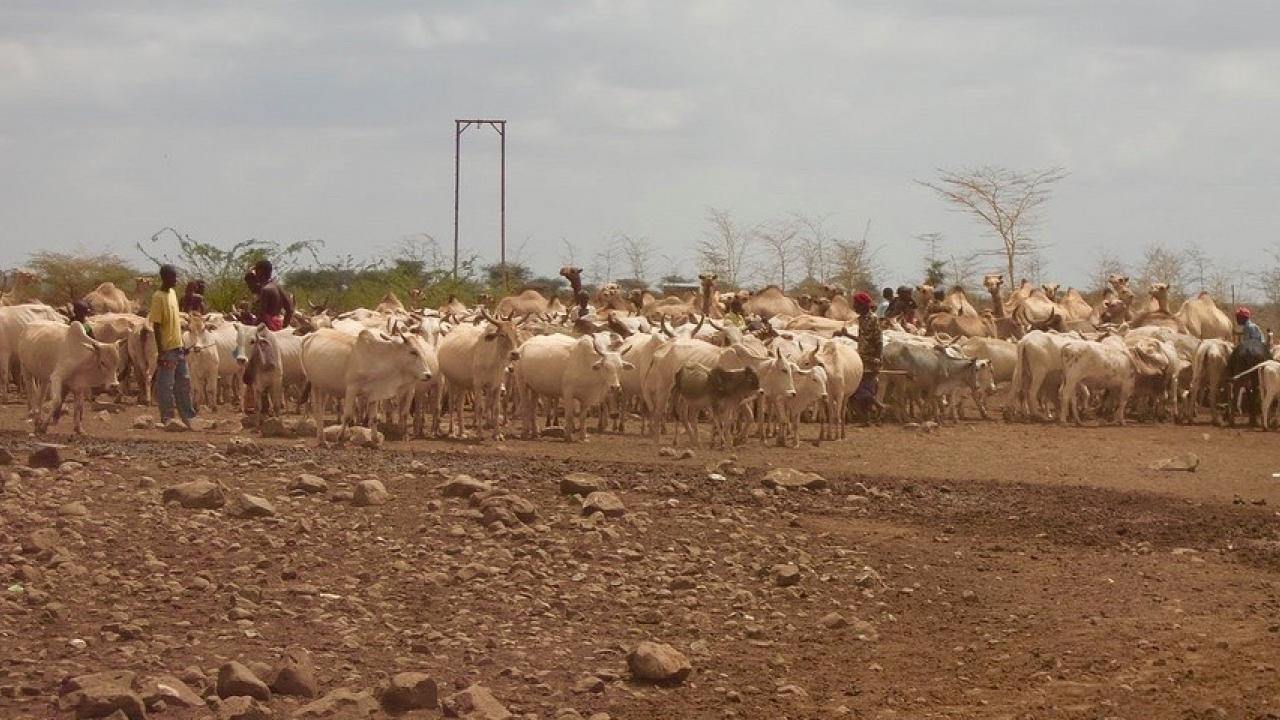 cows at pasture