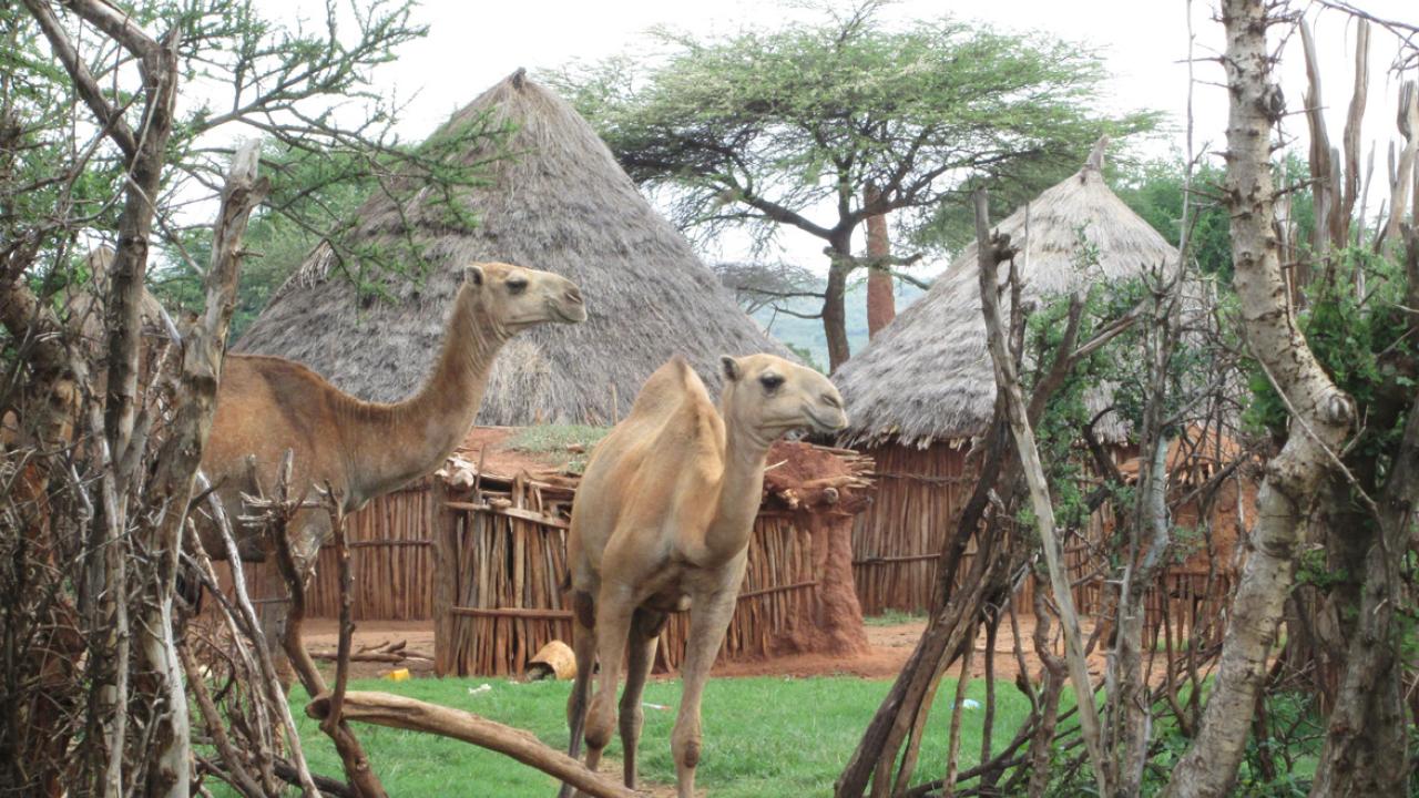 camels