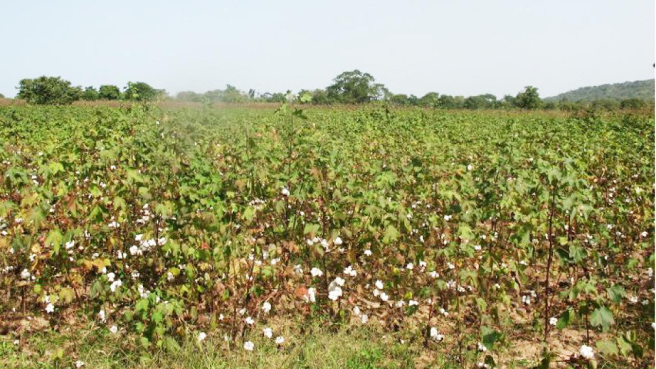 cotton in Burkina Faso