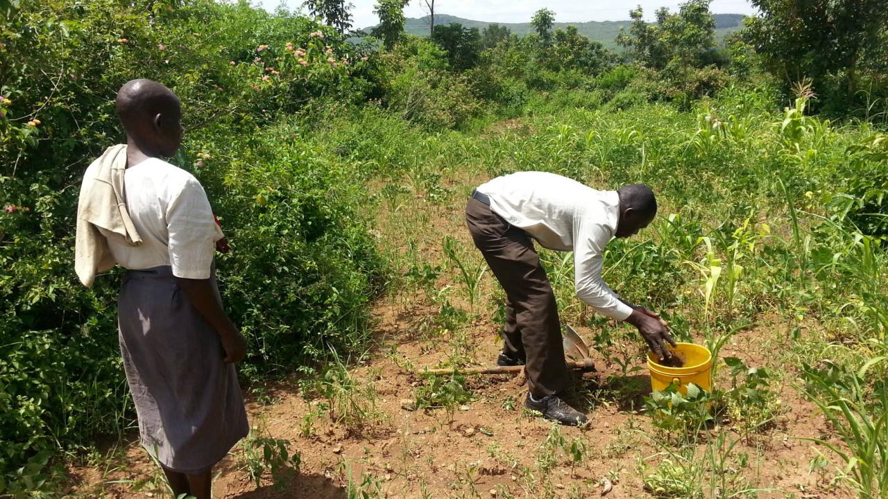 taking soil samples