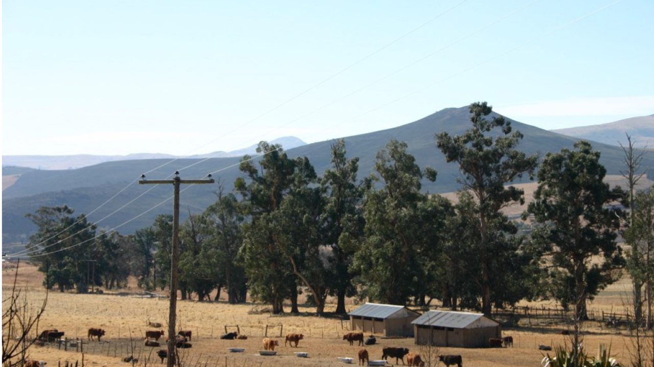 Farm in South Africa
