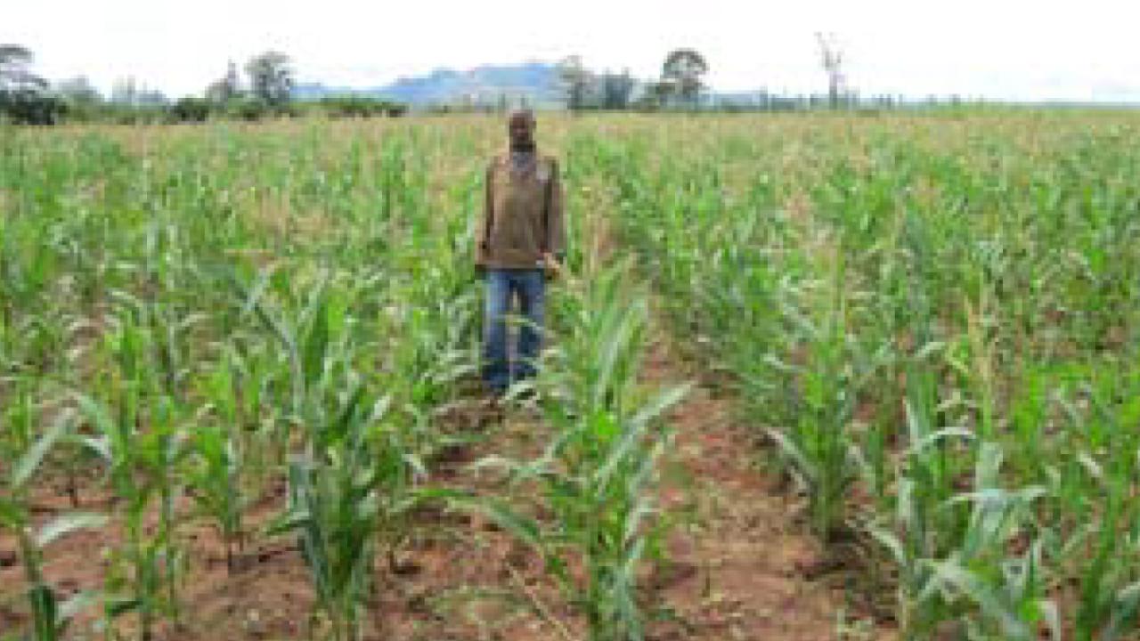 Mozambique farm