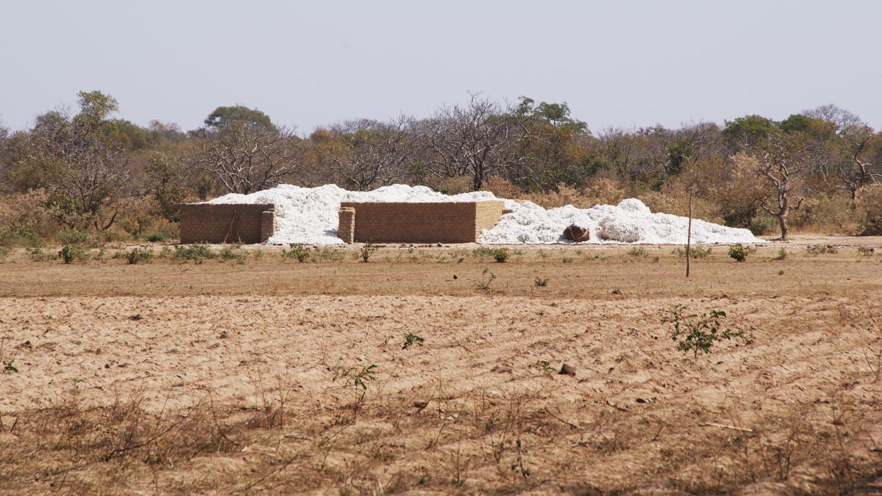 Cotton farm