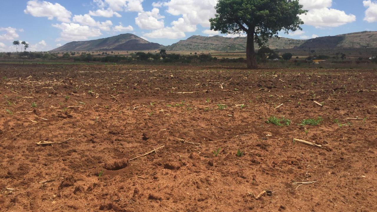 field in Tanzania