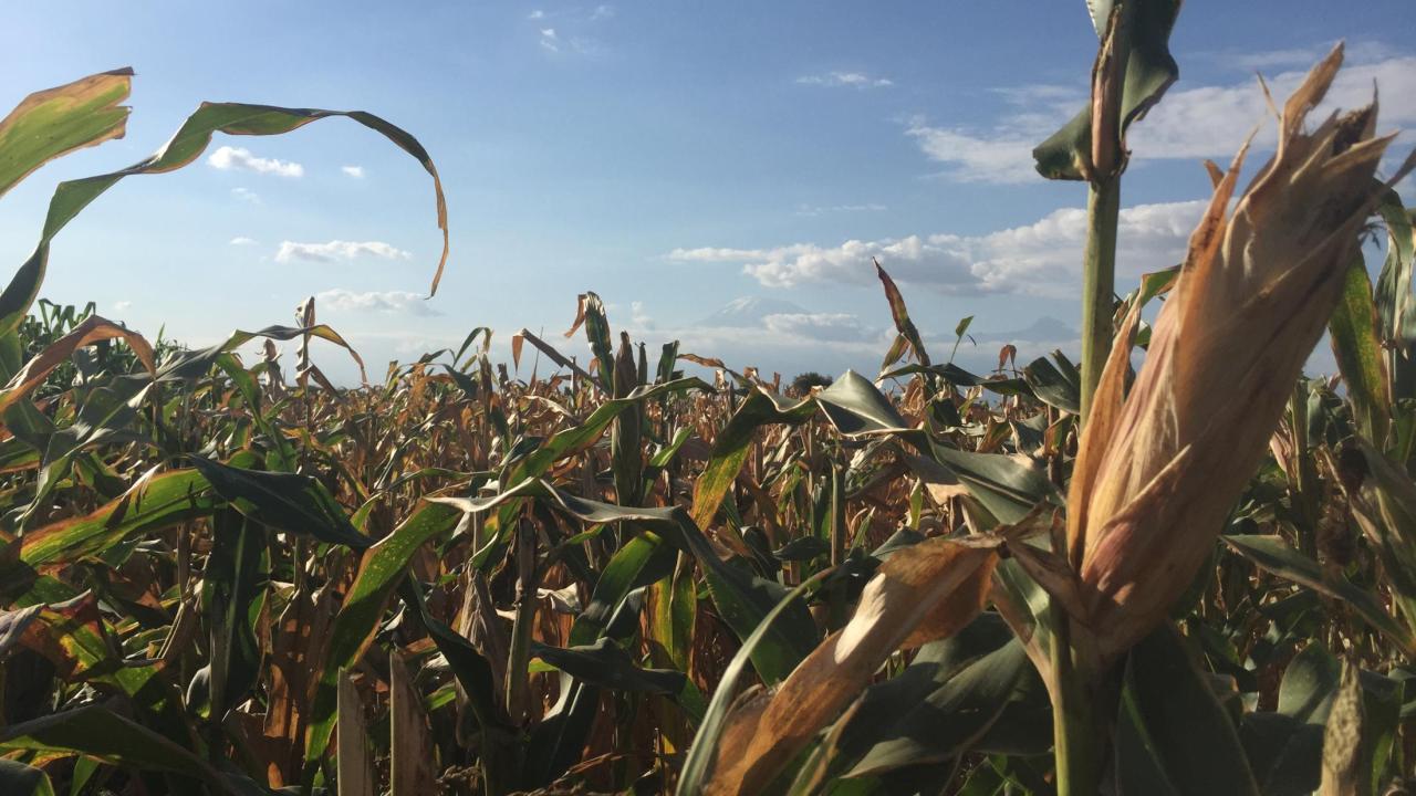 maize