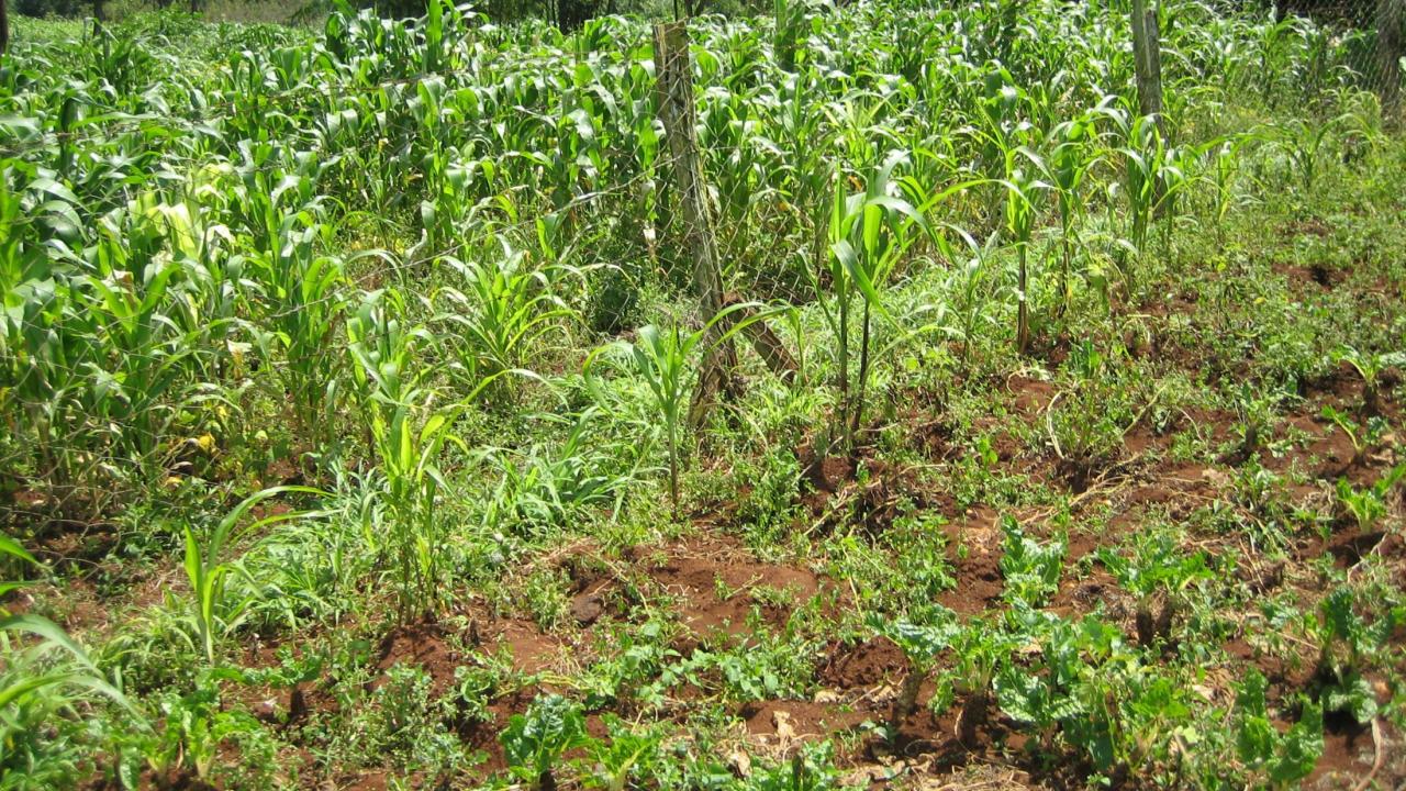 farm in Kenya