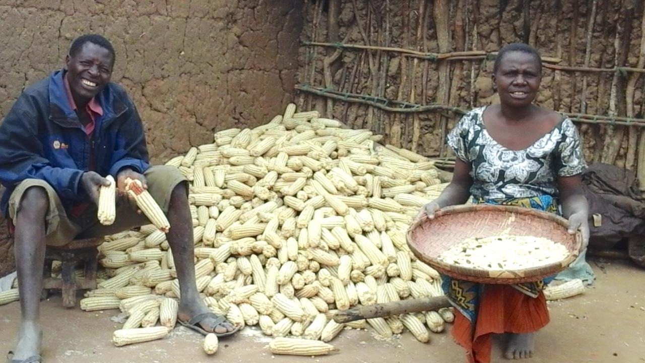 Photo of man and woman with maize cobs