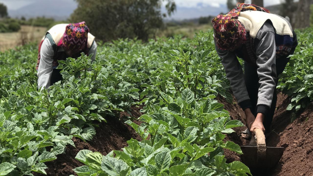 farmers in Peru