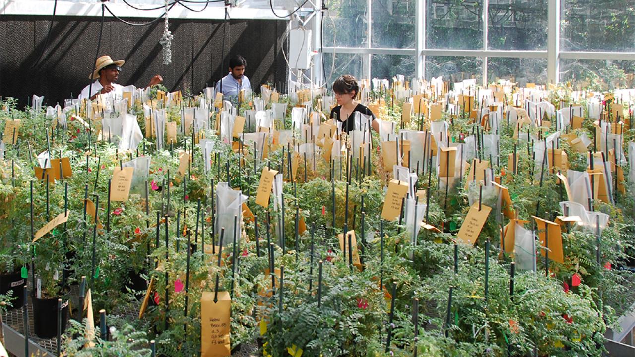 Research assistants working to improve chickpeas with the Feed the Future Climate Resilient Chickpea Innovation Lab at UC Davis. Photo courtesy Douglas Cook. Chickpea Innovation Lab at UC Davis