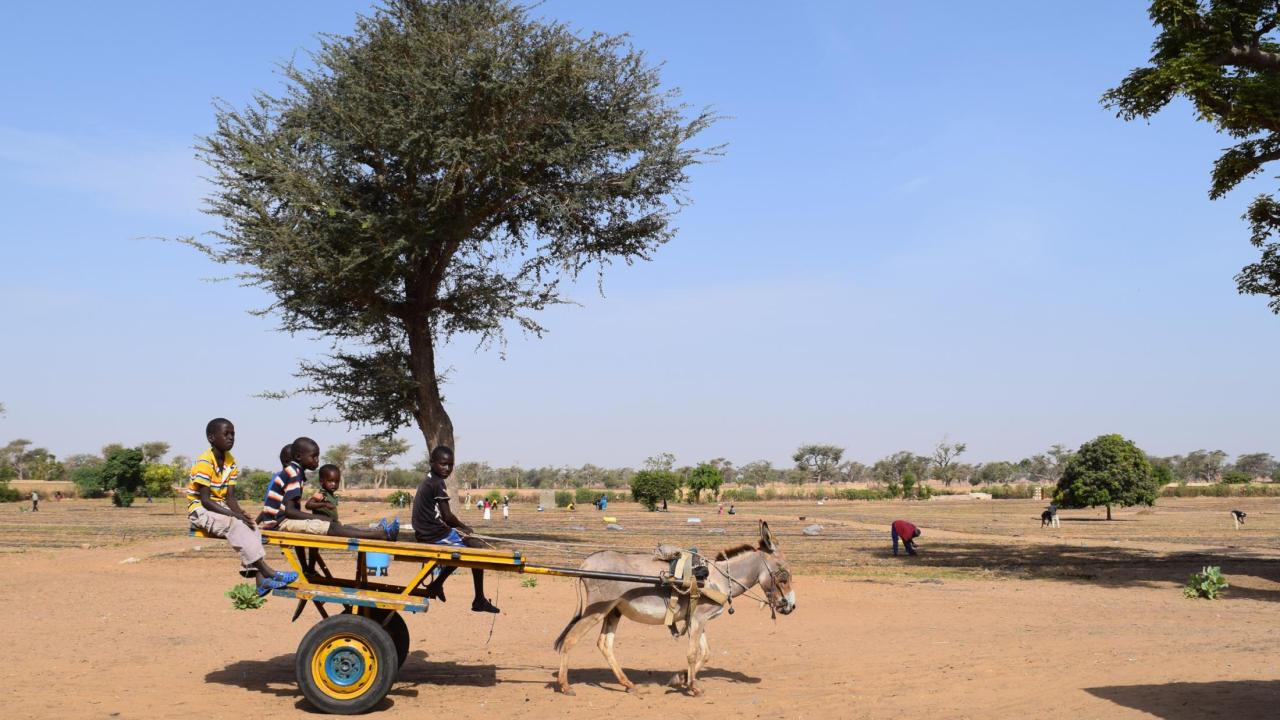 Irrigation project in Senegal