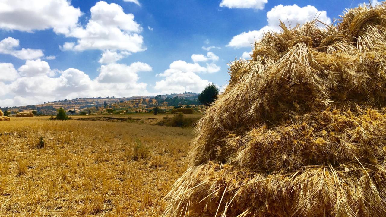 Teff field