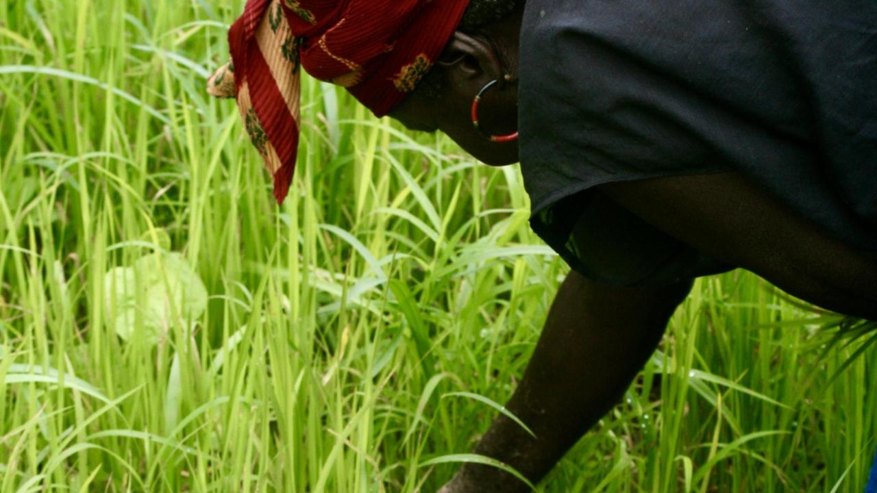 Planting rice