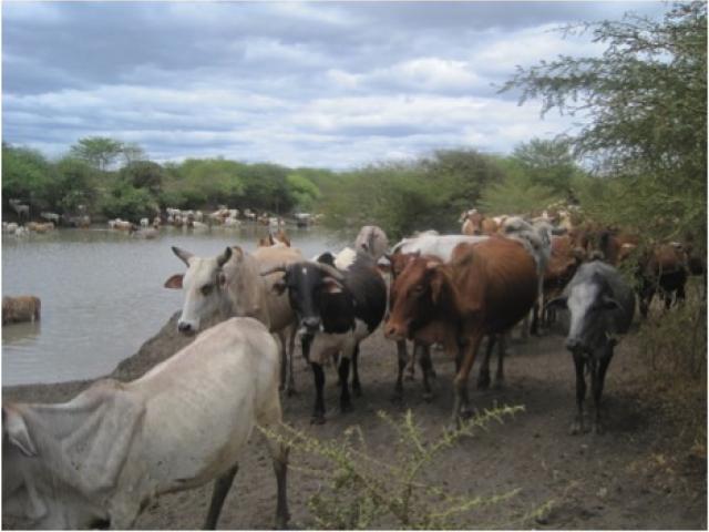 Drought-stricken cows