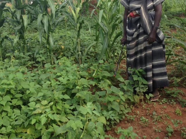 farmer in Uganda