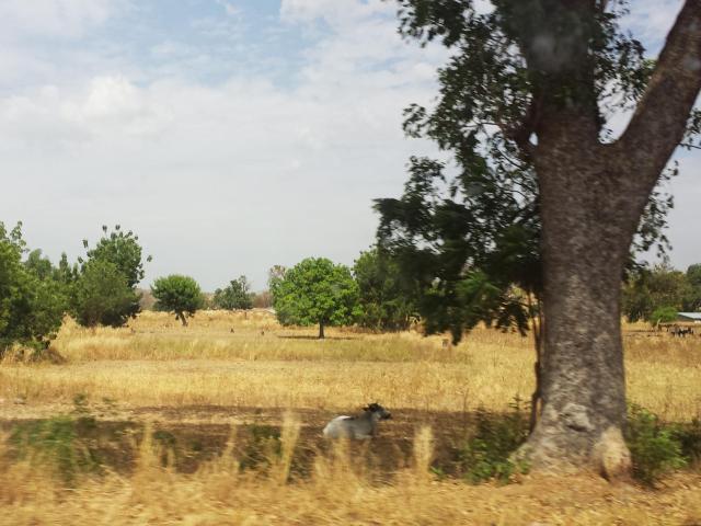pasture in Ghana