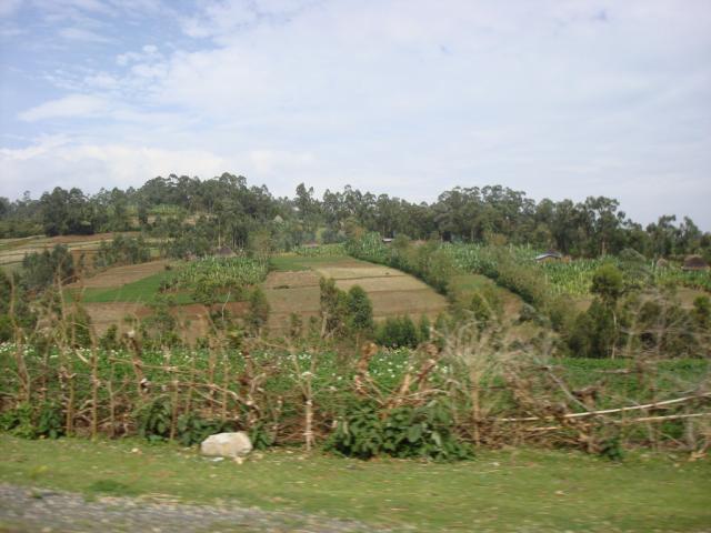 field in Bangladesh