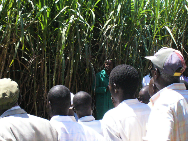 sorghum farmers