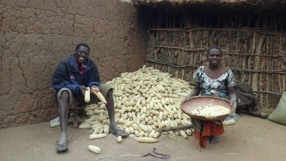 maize in Tanzania