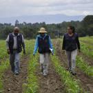 researchers in Mexico