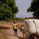 Cotton cart