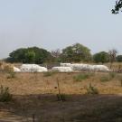 Burkina Faso cotton