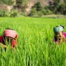 Nepal farmers