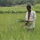 rice farmer