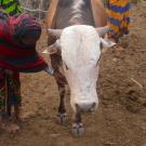 woman and cow