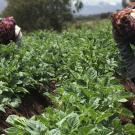 farmers in Peru
