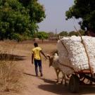 cotton cart