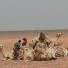 Camels in Ethiopia