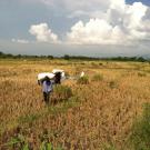 Haiti rice field