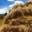 Teff field