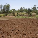 maize field in Kenya