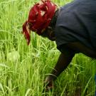 Planting rice
