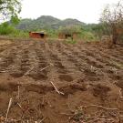 farm in Mozambique