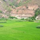 Fields