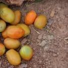 fruit on ground